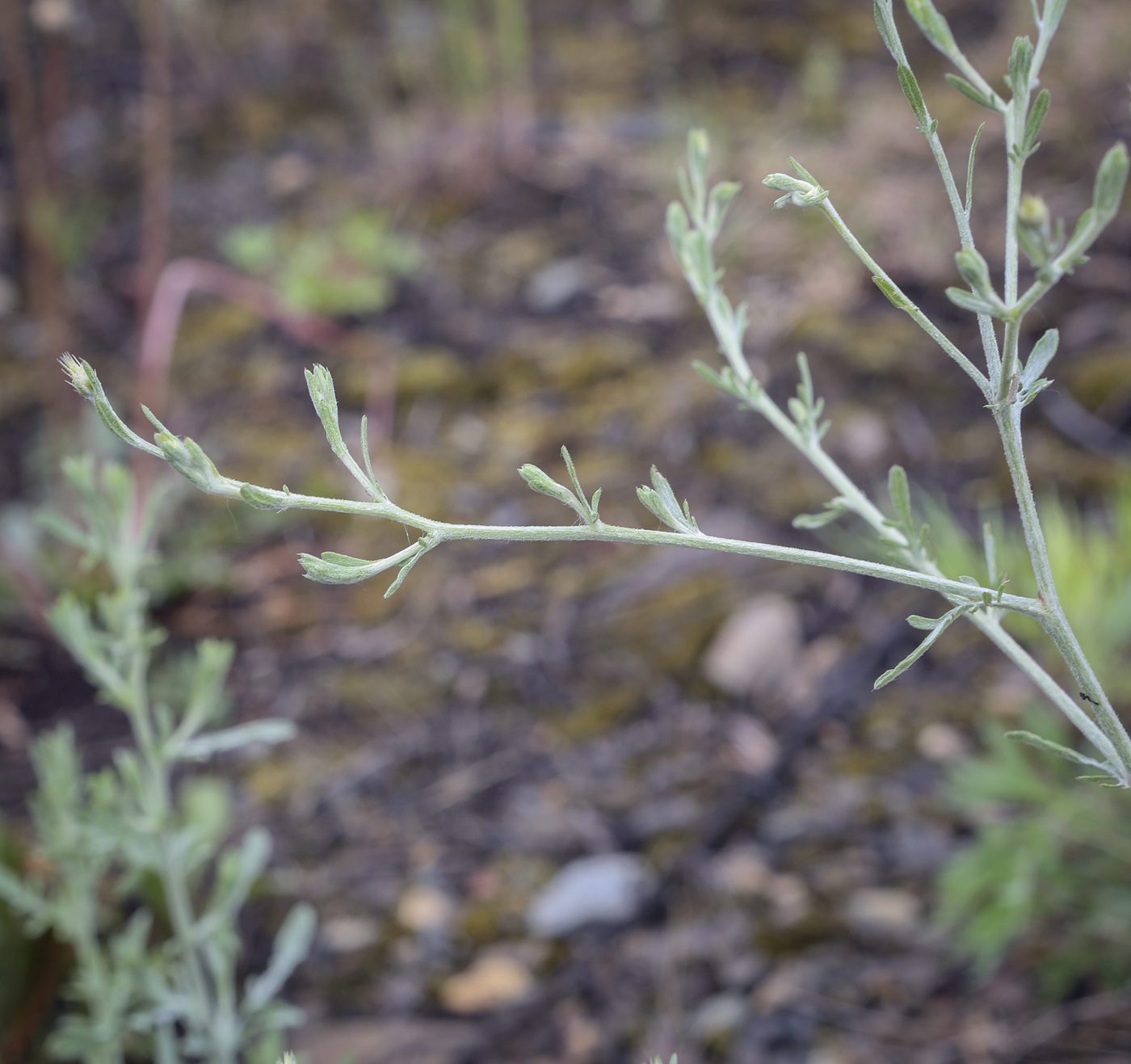 Изображение особи Centaurea diffusa.