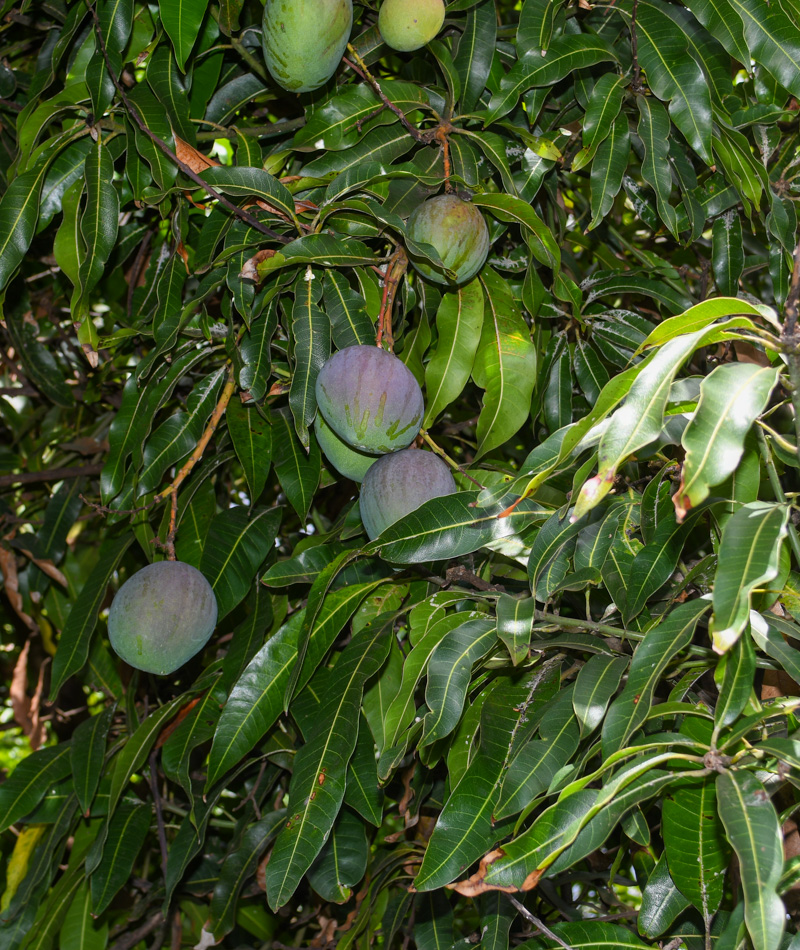 Image of Mangifera indica  specimen.