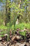 Allium oleraceum. Вегетирующие растения (рядом - листья Aegopodium podagraria и молодые побеги Convallaria majalis). Санкт-Петербург, Дудергофские высоты, склон южной экспозиции, широколиственный лес. 12.05.2023.