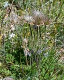 Pulsatilla campanella