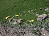 Tragopogon reticulatus