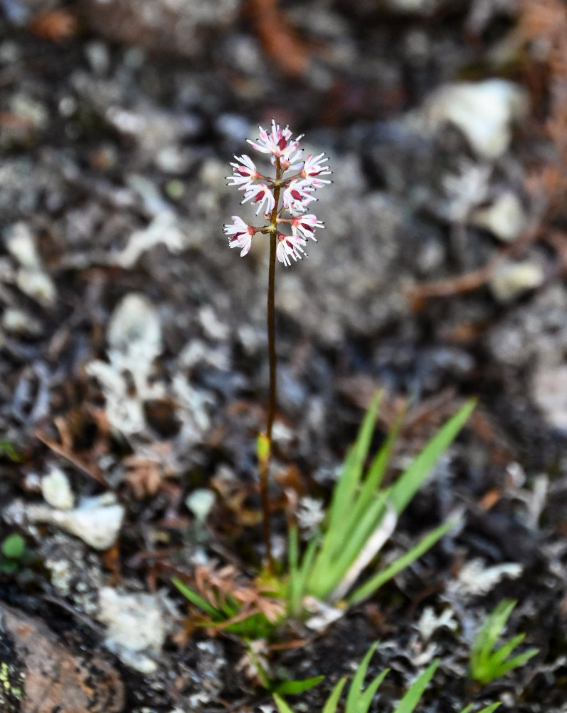 Изображение особи Tofieldia coccinea.