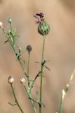 Centaurea adpressa. Верхушка побега с отцветшим (вверху) и развивающимся соцветиями. Астраханская обл., Ахтубинский р-н, гора Большое Богдо, степной сухой склон. 19.07.2023.