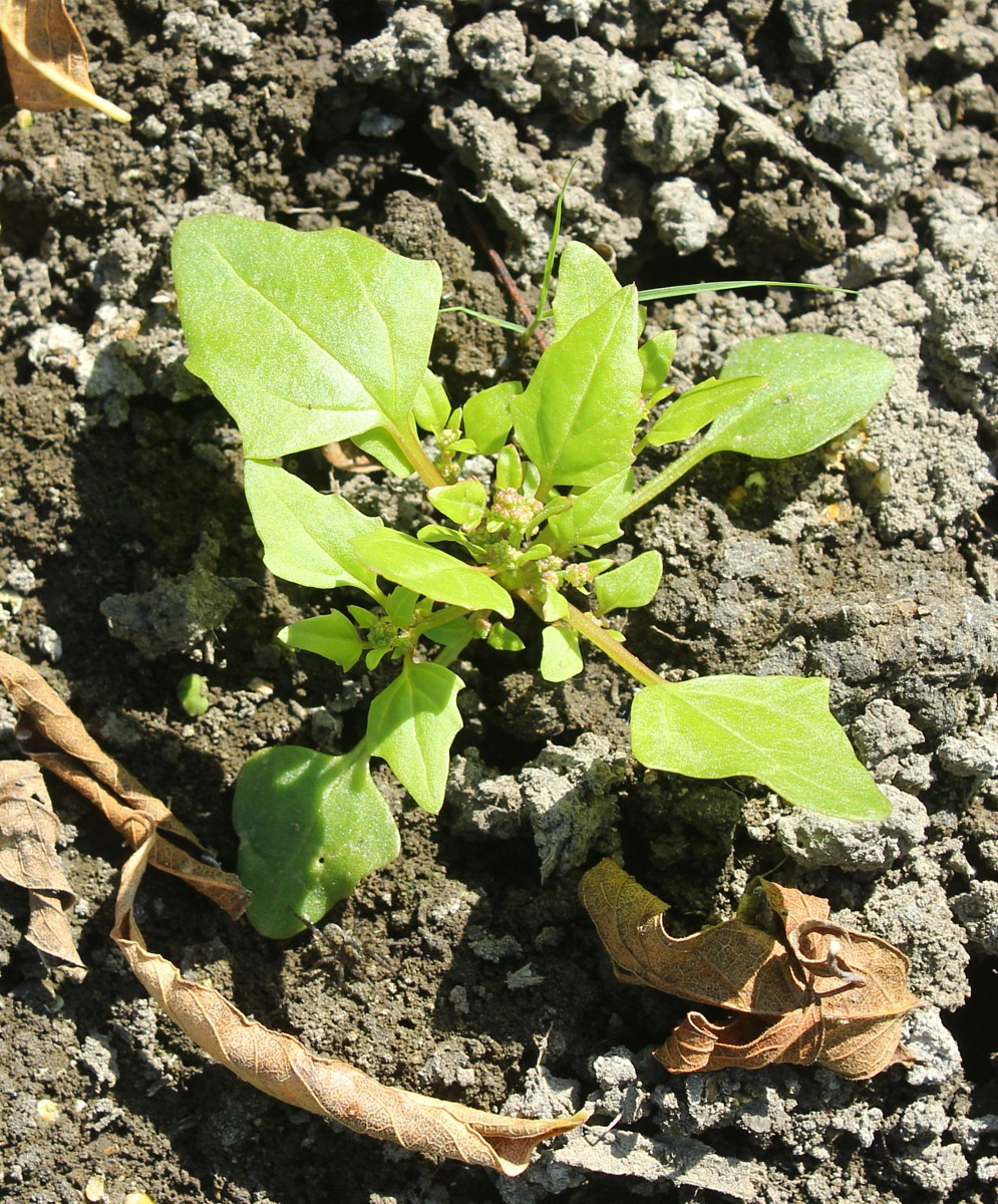 Изображение особи Oxybasis chenopodioides.