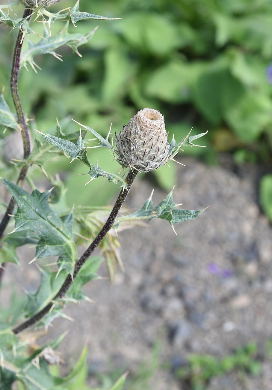 Изображение особи Cirsium buschianum.
