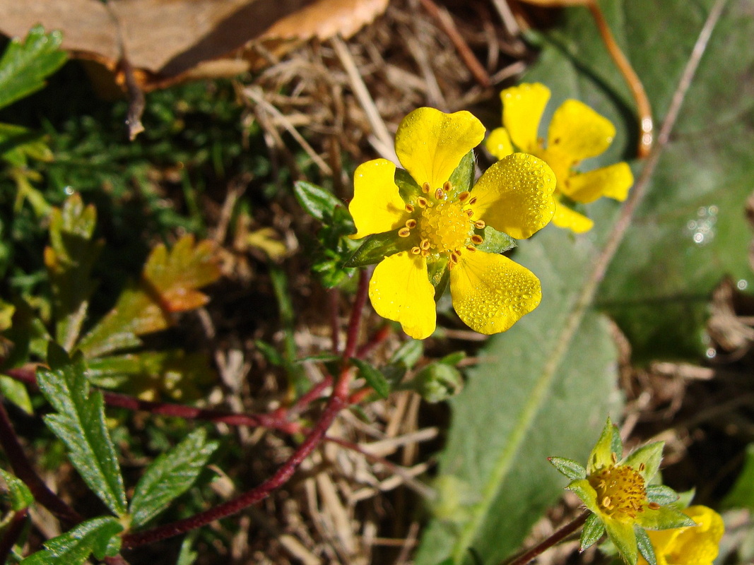 Image of genus Potentilla specimen.