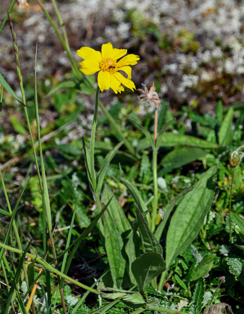 Image of Arnica iljinii specimen.