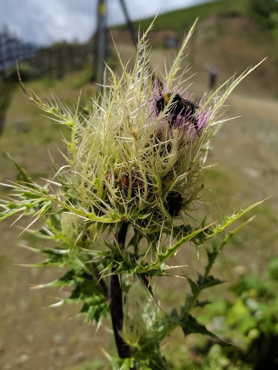 Image of Cirsium obvallatum specimen.
