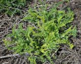 Astragalus falcatus