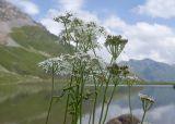 Heracleum apiifolium. Верхушка цветущего и плодоносящего растения. Карачаево-Черкесия, Урупский р-н, хр. Загедан, долина Ацгарских озёр, ≈ 2500 м н.у.м., морена, альпийский луг. 09.08.2023.