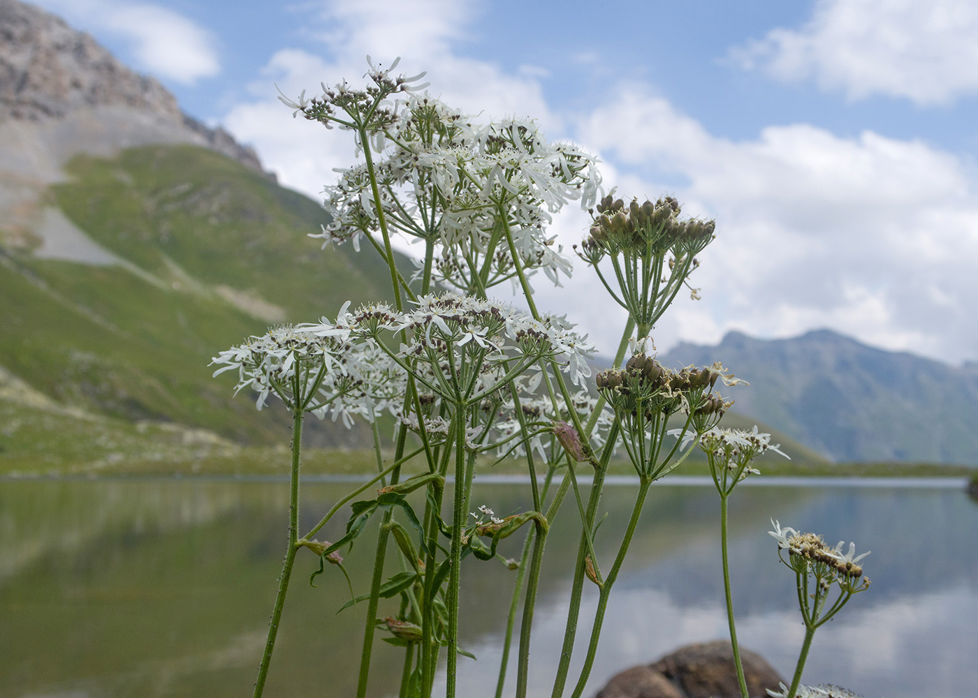 Image of Heracleum apiifolium specimen.