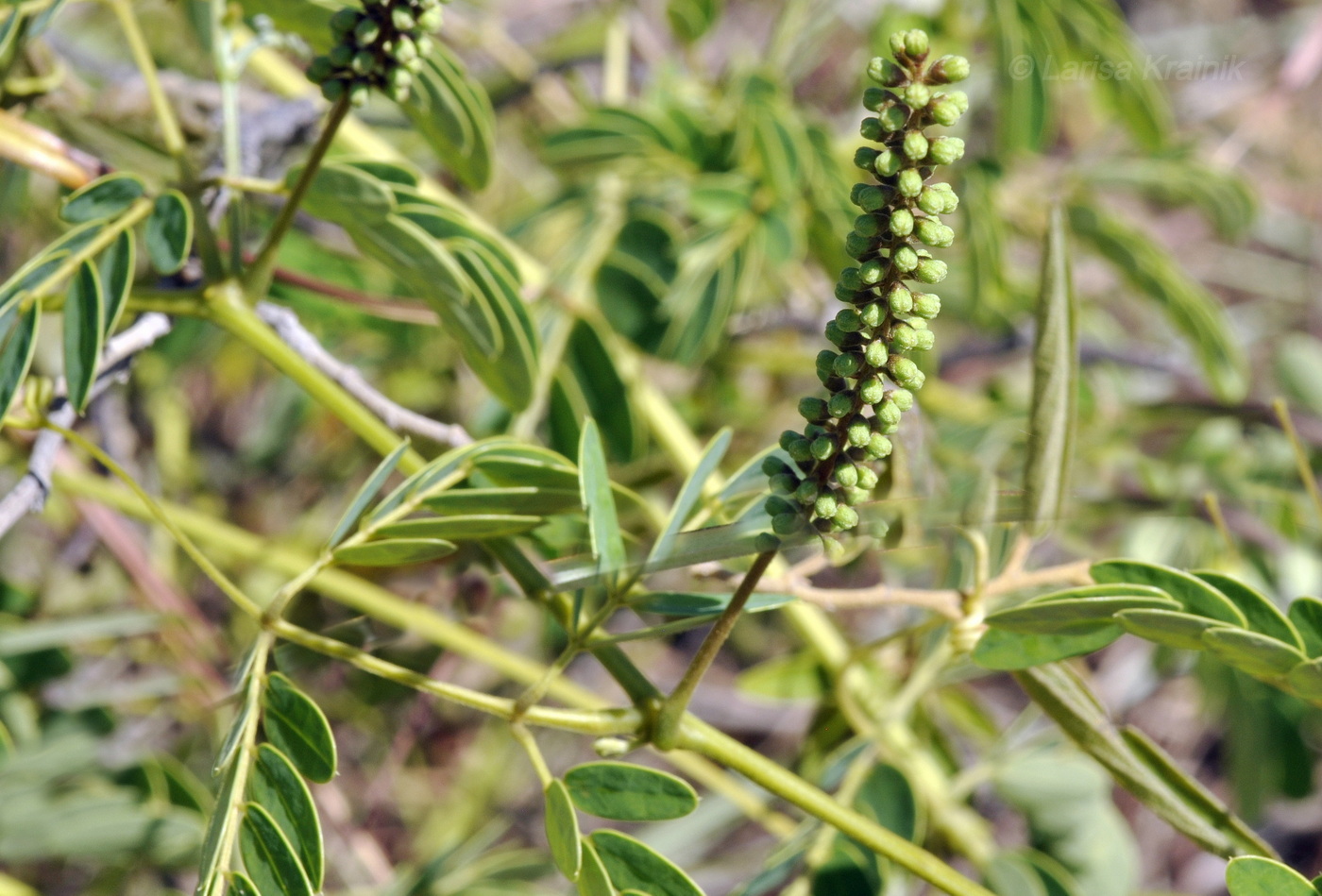 Изображение особи семейство Fabaceae.