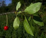 Image of taxon representative. Author is Анатолий Лисицын