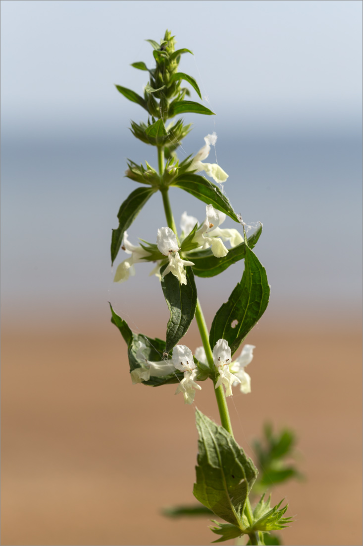 Image of Stachys annua specimen.