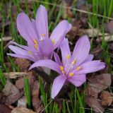 Bulbocodium vernum