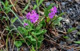 Primula cortusoides. Цветущее растение. Красноярский край, Берёзовский р-н, долина р. Мана, каменистый склон. 06.06.2022.