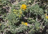 Medicago arborea