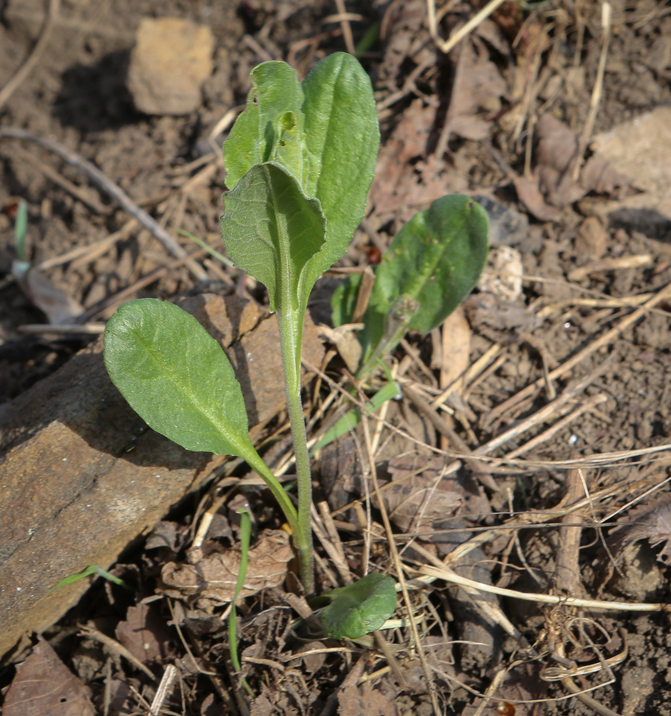 Image of Cardaria draba specimen.