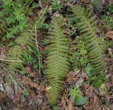 Polystichum aculeatum. Перезимовавшие вайи. Абхазия, Рицинский реликтовый национальный парк, северный берег оз. Рица, ≈ 900 м н.у.м., широколиственный лес. 13.04.2024.