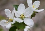 Malus mandshurica