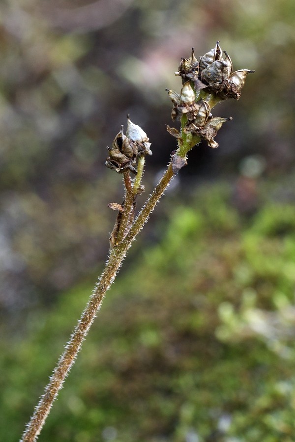 Image of Micranthes nivalis specimen.