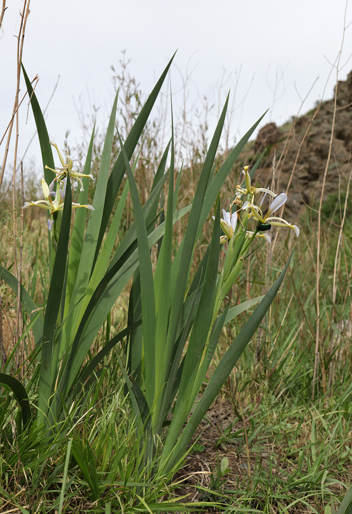 Image of Iris sogdiana specimen.