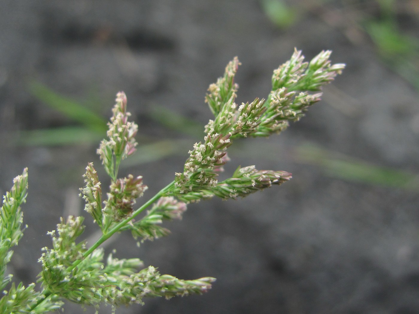 Image of Polypogon viridis specimen.