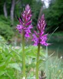 Dactylorhiza urvilleana