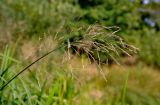 Glyceria maxima