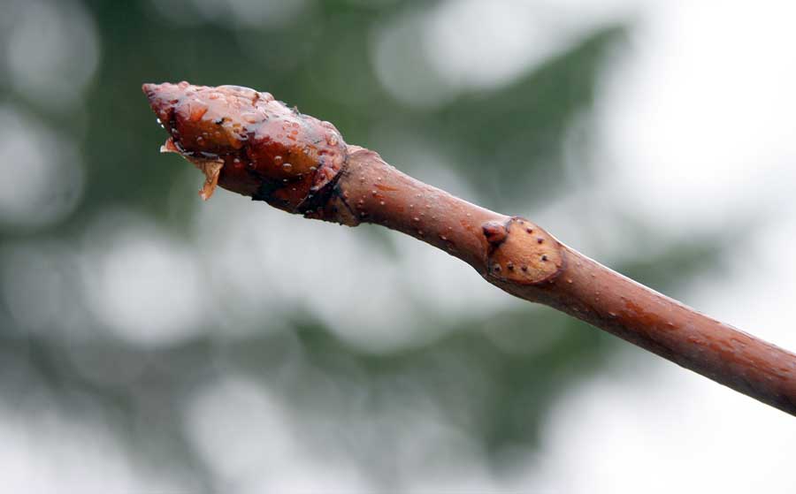 Изображение особи Aesculus hippocastanum.