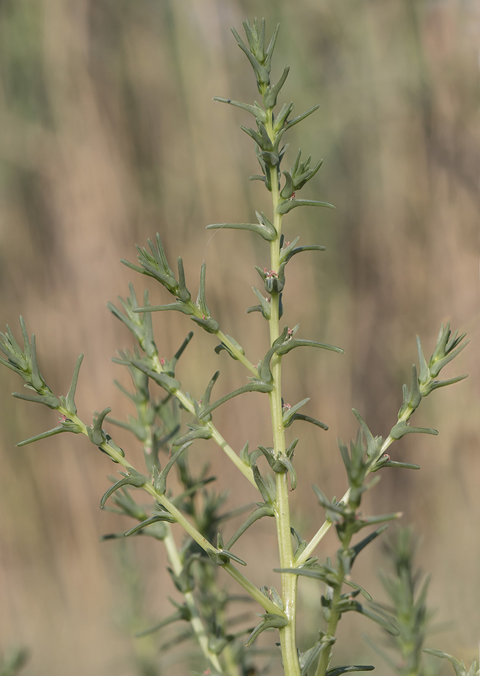 Image of Salsola soda specimen.