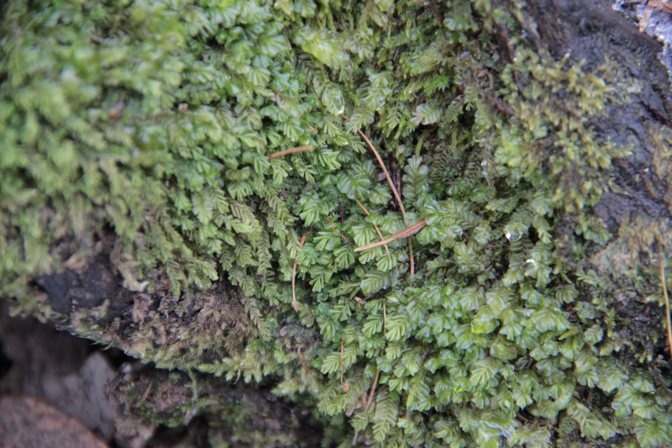 Изображение особи Plagiochila porelloides.