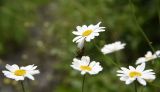 Pyrethrum demetrii