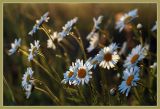 Leucanthemum vulgare