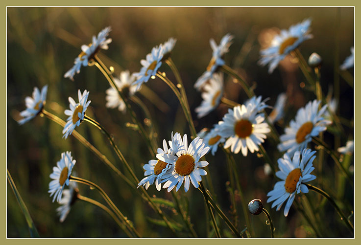 Изображение особи Leucanthemum vulgare.