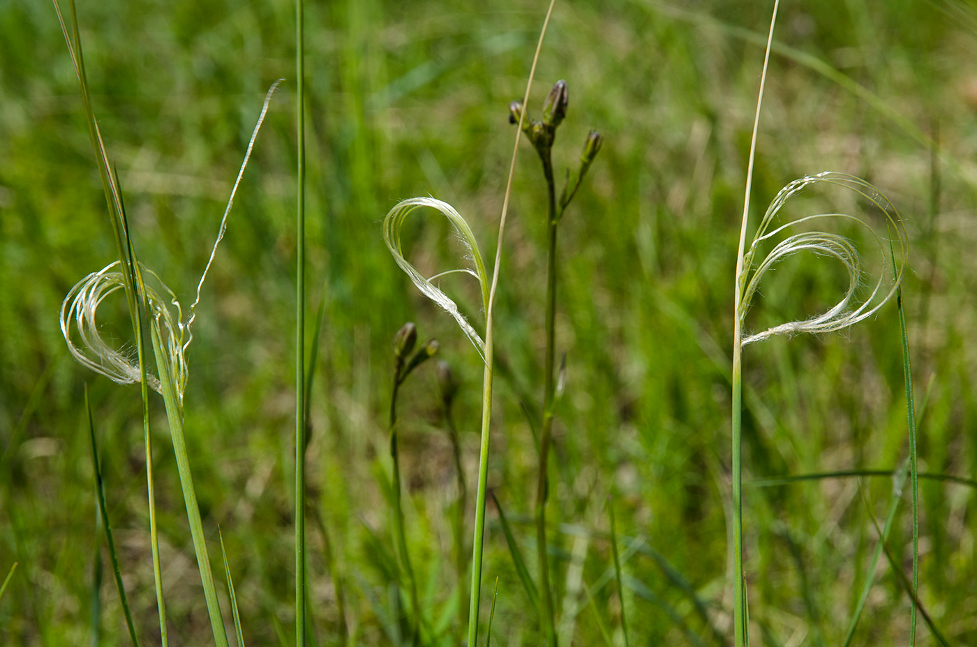 Image of genus Stipa specimen.