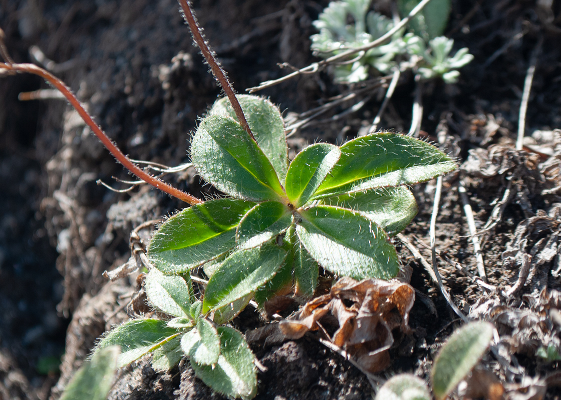 Image of Veronica grandiflora specimen.