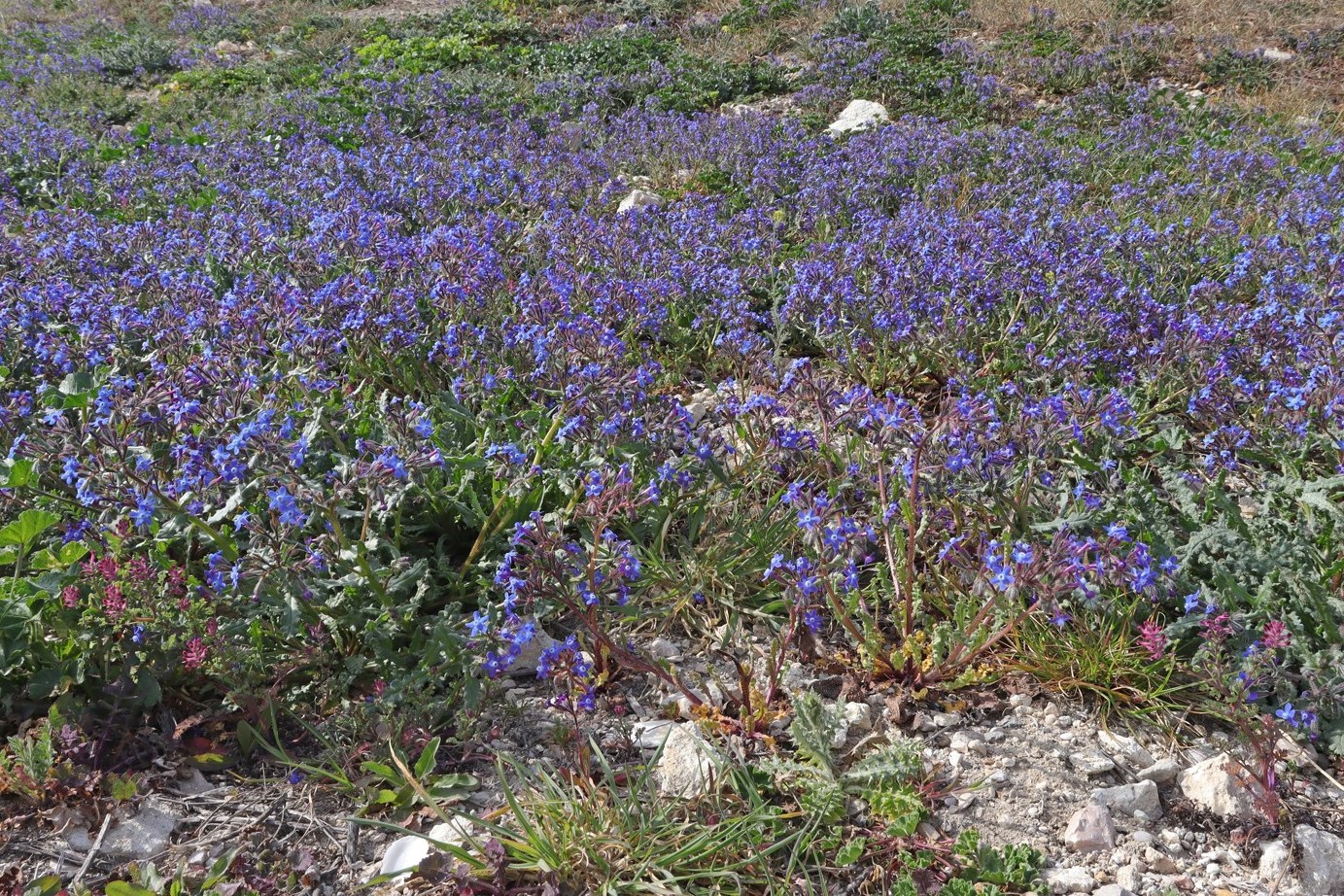Image of Anchusa stylosa specimen.
