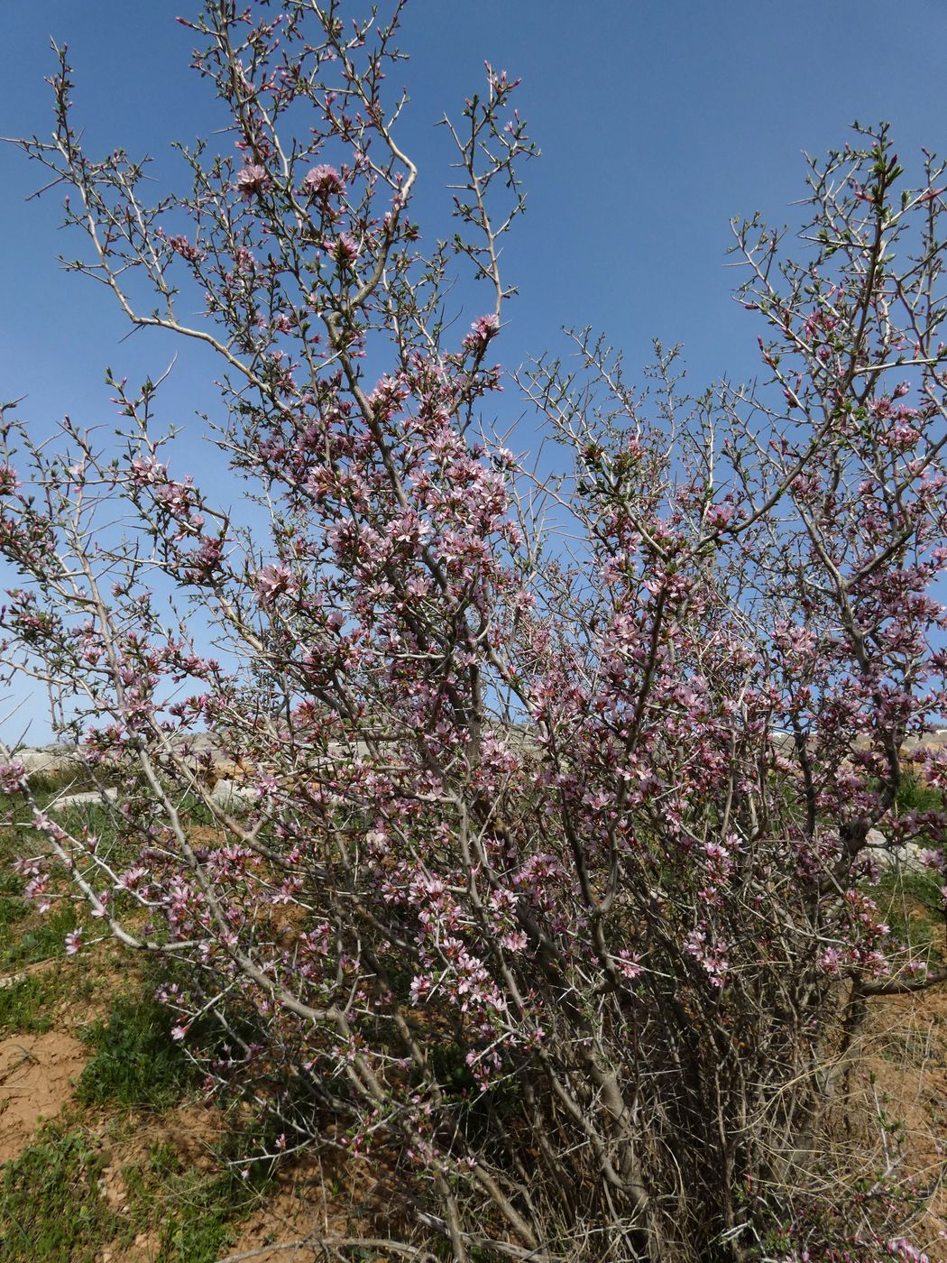 Изображение особи Amygdalus spinosissima.