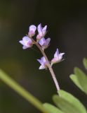 Vicia disperma