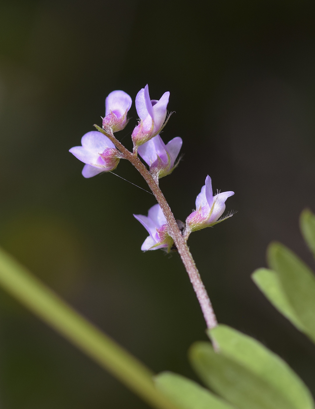 Изображение особи Vicia disperma.