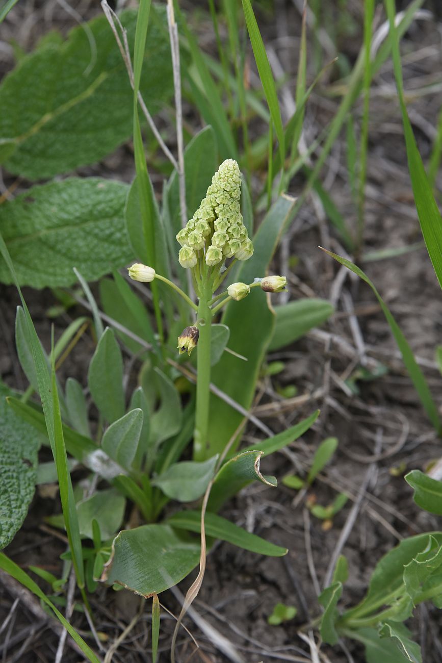 Image of Bellevalia speciosa specimen.