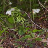 Symphytum tauricum