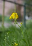 Фото Barbarea vulgaris