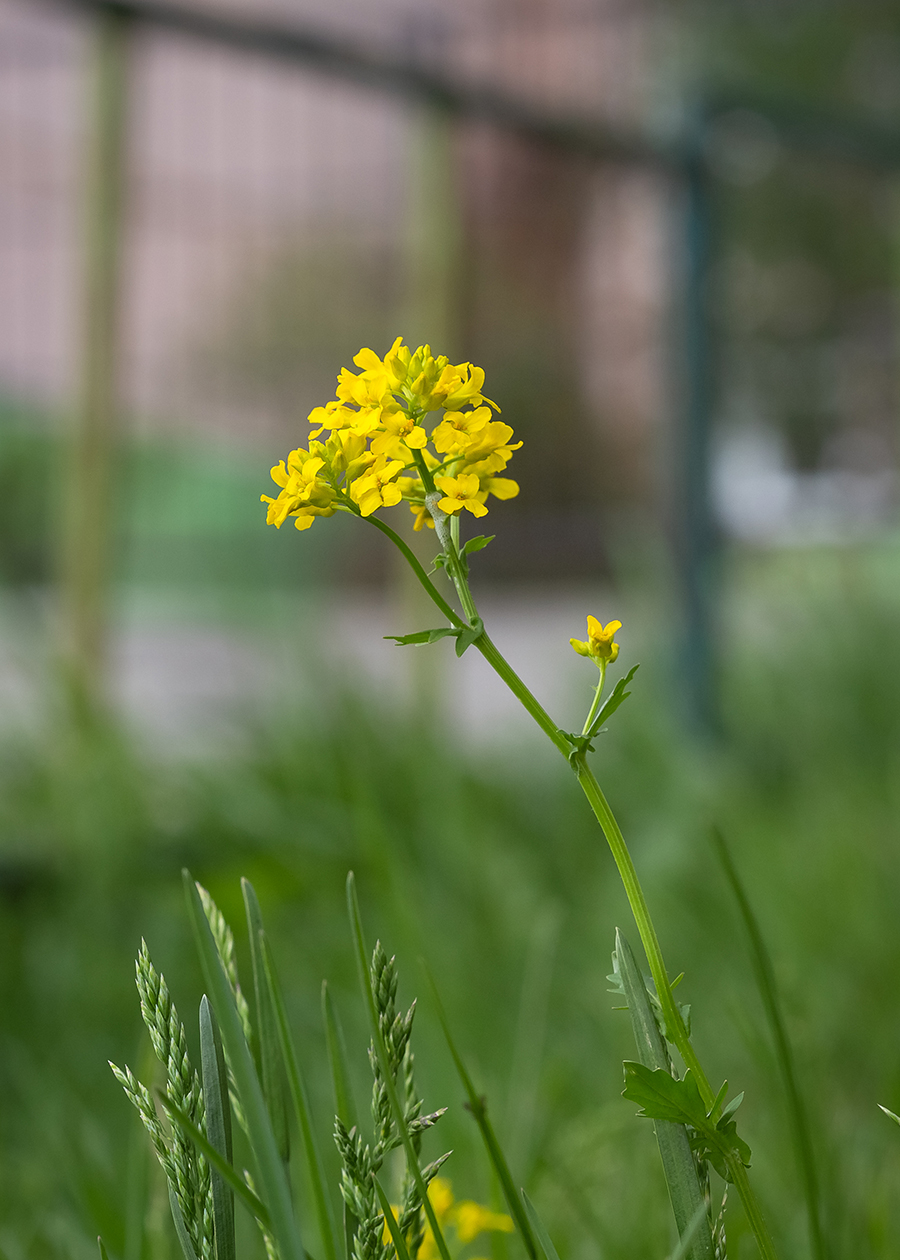 Image of Barbarea vulgaris specimen.