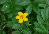 Potentilla anserina. Цветок и листья. Московская обл., Раменский р-н, окр. дер. Хрипань, садовый участок. 22.07.2025.