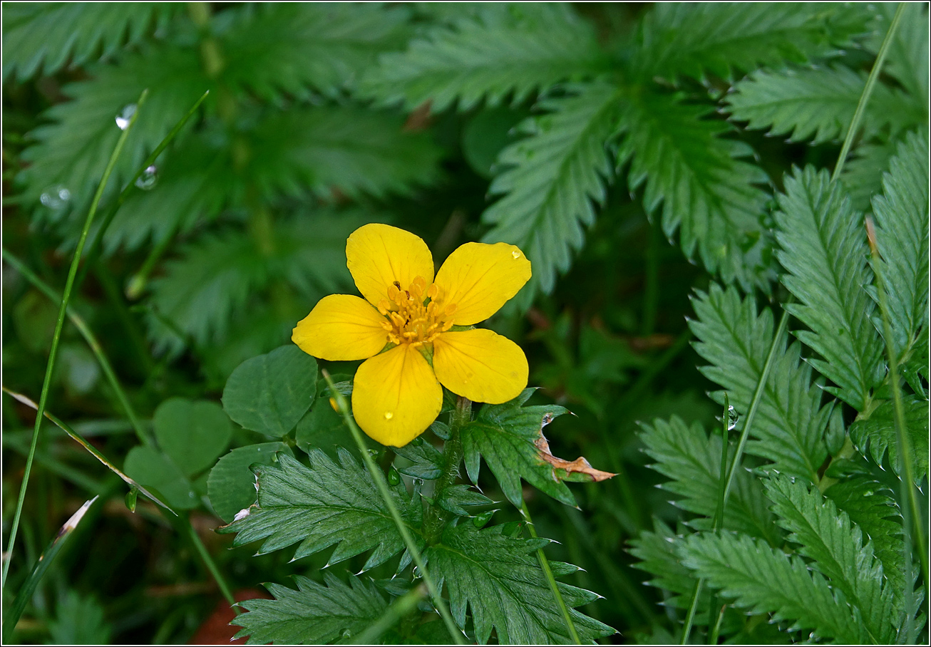 Image of Potentilla anserina specimen.