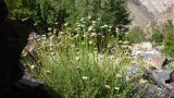 Spathipappus griffithii