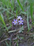 Primula stricta. Цветущее растение. Коми, Интинский р-н, нац. парк \"Югыд Ва\", Приполярный Урал, р. Кожим, надпойменная терраса. 01.07.2010.