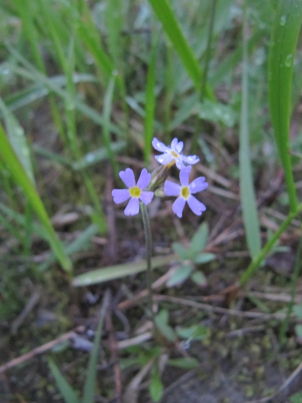 Image of Primula stricta specimen.